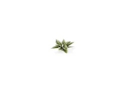 GamersGrass Laser Plants Plantain Lily