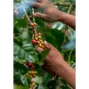 ONESTO Kaffeebohnen Bio Seefahrer Mischung 1 kg