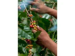 ONESTO Kaffeebohnen Bio Seefahrer Mischung 1 kg