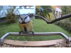 Sanilu Vogelfutterhaus mit Kamera mit Solarpanel
