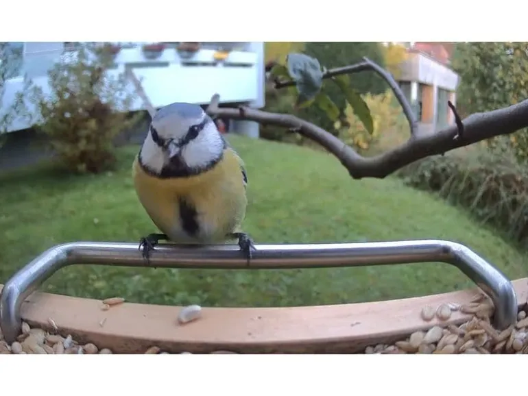 Sanilu Vogelfutterhaus mit Kamera mit Solarpanel